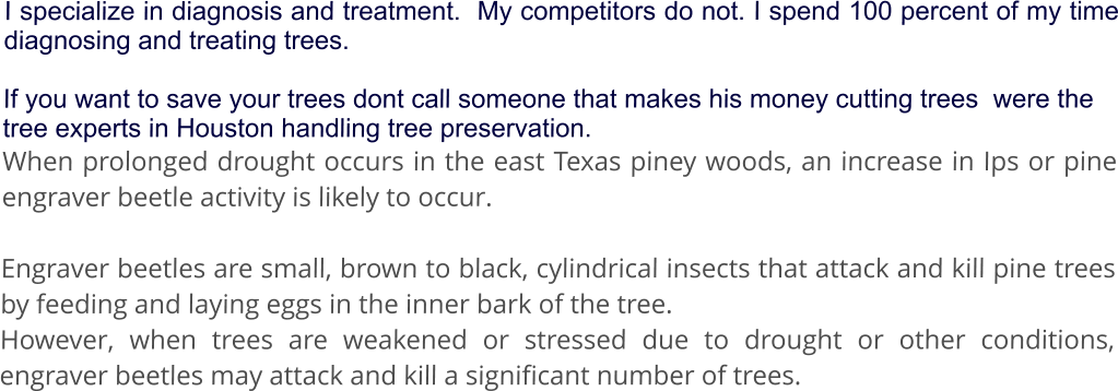 I specialize in diagnosis and treatment.  My competitors do not. I spend 100 percent of my time diagnosing and treating trees.  If you want to save your trees dont call someone that makes his money cutting trees  were the tree experts in Houston handling tree preservation. When prolonged drought occurs in the east Texas piney woods, an increase in Ips or pine engraver beetle activity is likely to occur.   Engraver beetles are small, brown to black, cylindrical insects that attack and kill pine trees by feeding and laying eggs in the inner bark of the tree.  However, when trees are weakened or stressed due to drought or other conditions, engraver beetles may attack and kill a significant number of trees.