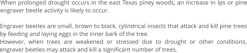 When prolonged drought occurs in the east Texas piney woods, an increase in Ips or pine engraver beetle activity is likely to occur.   Engraver beetles are small, brown to black, cylindrical insects that attack and kill pine trees by feeding and laying eggs in the inner bark of the tree.  However, when trees are weakened or stressed due to drought or other conditions, engraver beetles may attack and kill a significant number of trees.